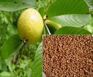 Guava seeds nutrition facts and health benefits |HB times