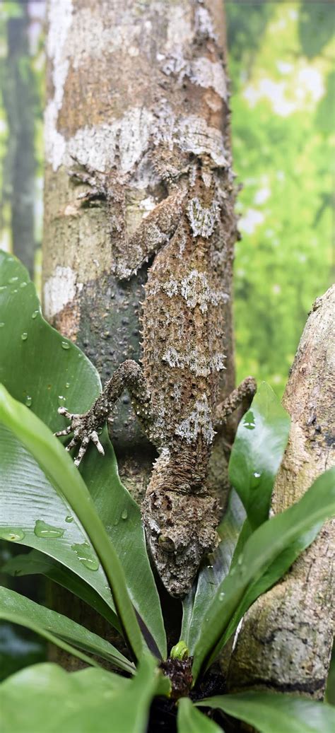 Leaf-tail gecko wonderfully camouflaged - About Wild Animals