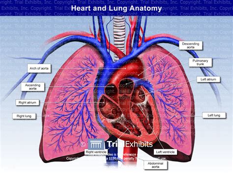 Heart and Lung Anatomy - TrialQuest Inc.