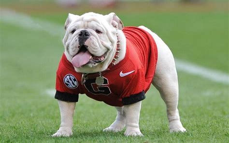 Why is the Georgia mascot a Bulldog and who is Uga? - al.com