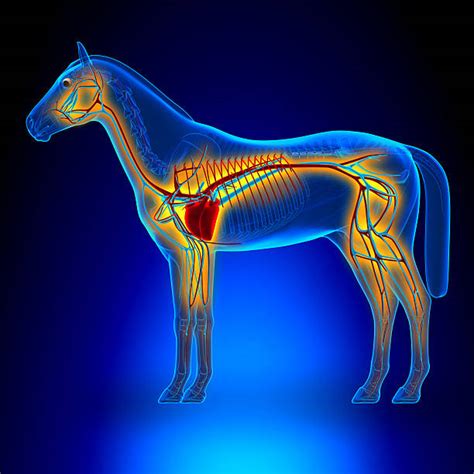 Horse Anatomy Stock Photos, Pictures & Royalty-Free Images - iStock