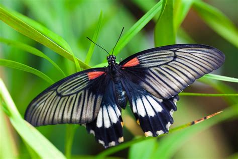 Images Gratuites : la nature, aile, blanc, la photographie, fleur ...