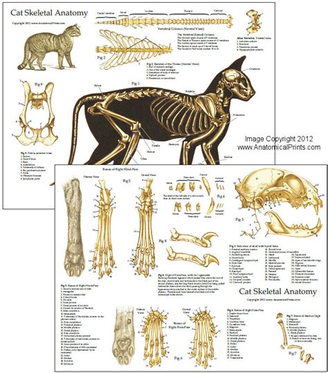 Skeletal Anatomy of the Domestic Cat Chart