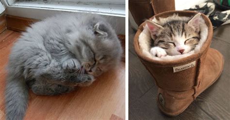 170 Sleepy Kittens Doing What They Do Best – Sleep | Bored Panda