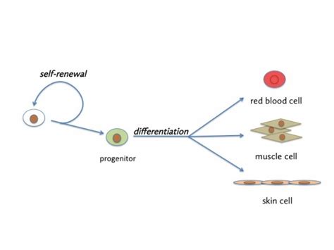 Stem cell biology and regeneration - the owlet