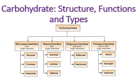 Carbohydrate: Structure, Functions and Types