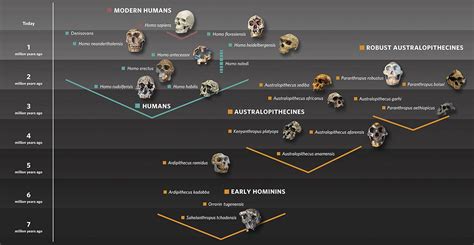 The origin of our species | Human evolution, Human evolution tree ...