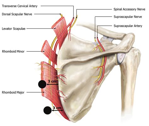 Anatomy of the Scapula - Owlcation