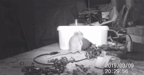 'House-Proud' Mouse Caught Cleaning Shed on Trail Camera - Nature TTL