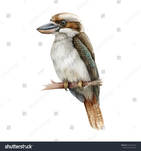 140 Kookaburra Watercolor Images, Stock Photos & Vectors | Shutterstock