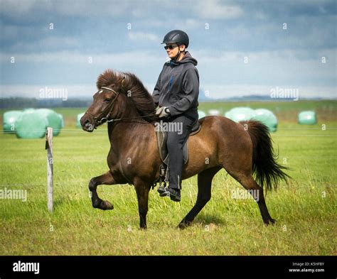 Man riding an Icelandic horse in tolt in Iceland Stock Photo - Alamy