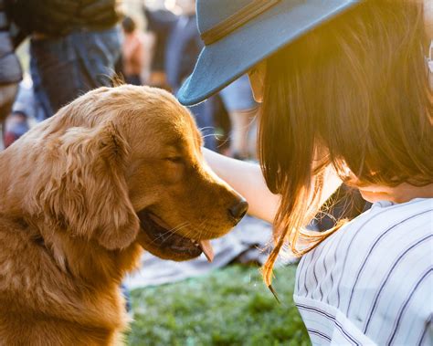 Dogs and humans.. A special bond between each other that… | by Jahanvi ...