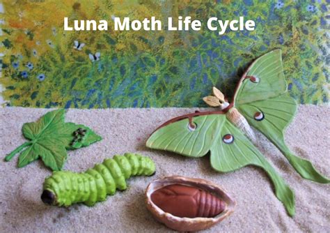 Luna Moth Life Cycle: Journey Through Stages