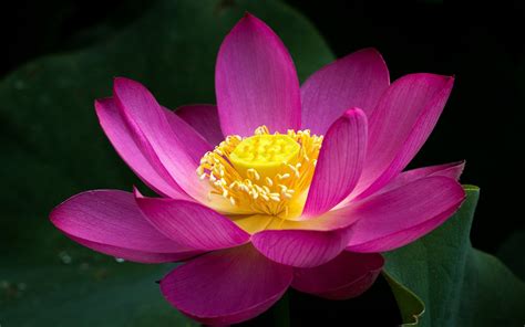 Pink Lotus Flower Close Up Green Leaves 2560x1600 : Wallpapers13.com