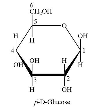 Draw the Haworth structure of beta-D-glucopyranose. | Homework.Study.com