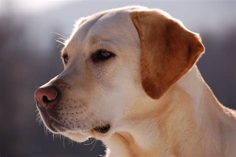 File:Labrador Retriever portrait.jpg - Wikipedia