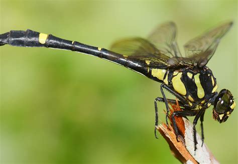 Species New to Science: [Entomology • 2017] Gomphidictinus tongi ...