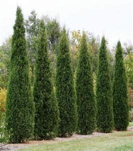 Taylor Juniper | Cedar trees, Privacy landscaping, Urban garden