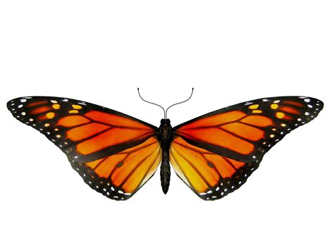 animated monarch butterfly clipart free 10 free Cliparts | Download ...