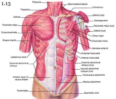 Diagram Of Chest Muscles | Shoulder anatomy, Shoulder muscle anatomy ...