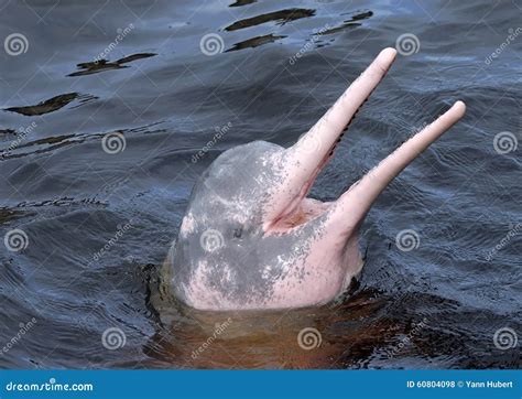 AMAZONIAN DOLPHIN (boto) stock photo. Image of wildlife - 60804098