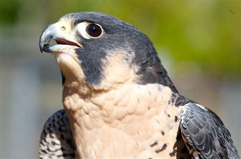 Red and the Peanut: The notch in a Peregrine Falcon's beak...