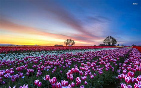 Tulip Fields wallpaper | 1920x1200 | #1120