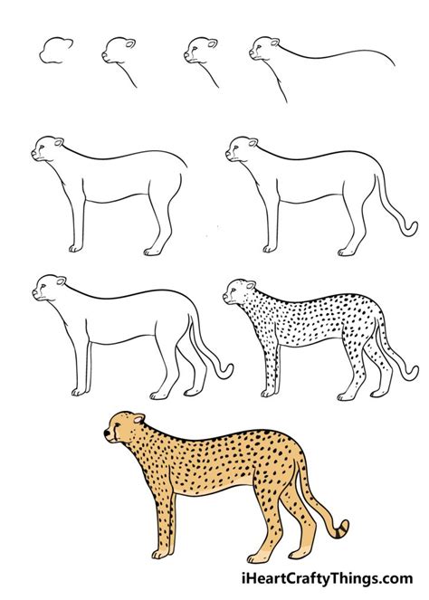 Cheetah Drawing - How To Draw A Cheetah Step By Step