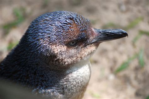 Penguin Profile Free Stock Photo - Public Domain Pictures