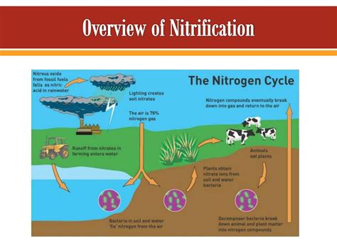 PPT - Comparison of Nitrification in Poplar and Metasequoia Plantations ...