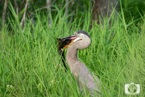 Pocosin Lakes National Wildlife Refuge: The Pungo Unit