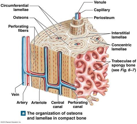 Spongy Bone Containg Red Bone Marrow | Human anatomy and physiology ...