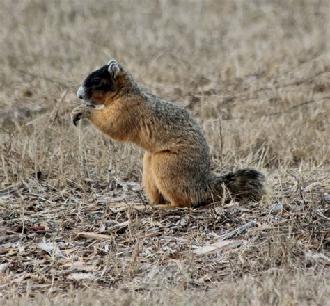 Parker's Barkers: Unusual Florida Fox Squirrel