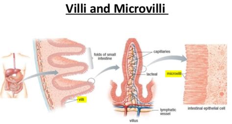 Microvilli - Definition, Diagram (Vs Villi and Cilia) and Function ...