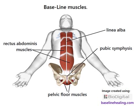 linea alba midline primary guide for body alignment