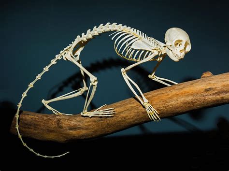 Squirrel Monkey Skeleton Photograph by Millard H. Sharp - Pixels