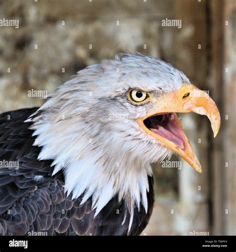 A close up of an American Bald Eagle Stock Photo - Alamy