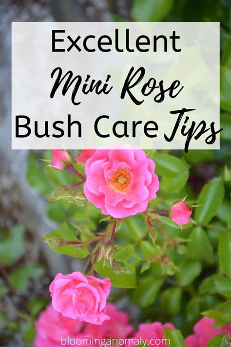 Excellent Mini Rose Bush Care Tips | Rose bush care, Rose plant care ...