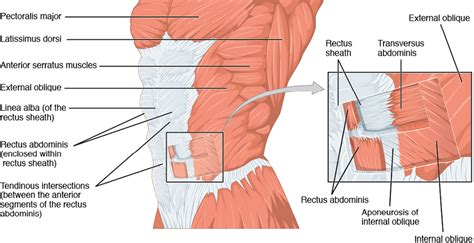 Scarpas Fascia