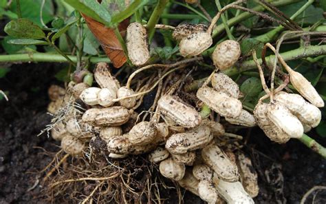 Original Southern Peanut Grown on Smith Farm | Atlanta History Center