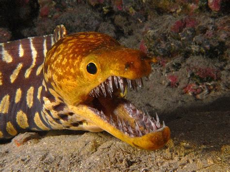 Moray Eel's Teeth are 🔥 : r/NatureIsFuckingLit