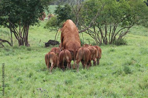 Bull mating with suckler cow Cattle family on the grass field, big ...