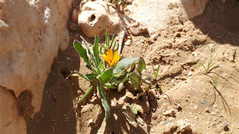 Desert Negev Flower - Free photo on Pixabay - Pixabay