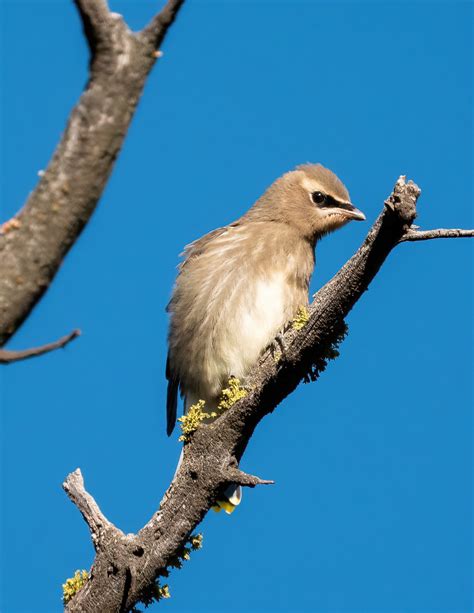 Juvenile Cedar Waxwing : Telling Right from Wrong — The Avian Rebbe