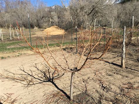 Fruit Tree Pruning at Its Best: How to Prune Peach Trees