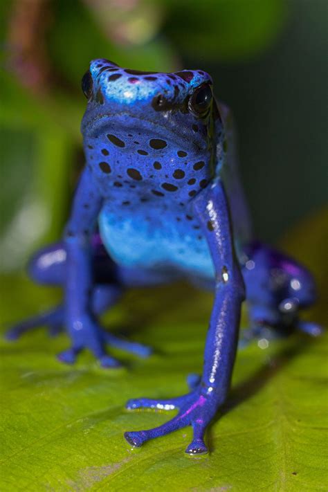 Dendrobates tinctorius azureus blue poison dart frog 2 philadelphia ...