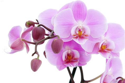 High Definition Wallpapers for Desktop: Attractive pink orchids ...