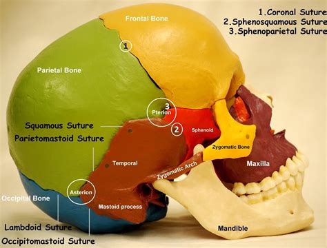 Anatomy Of The Skull Diagram