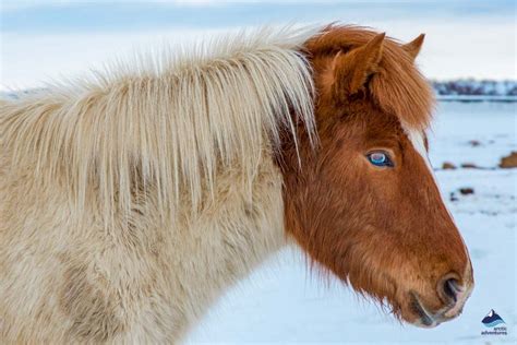 The Icelandic Horse | What Makes it Unique? | All About Iceland