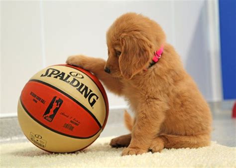 How To Teach Your Dog To Play Basketball in 2021 | Retriever puppy ...